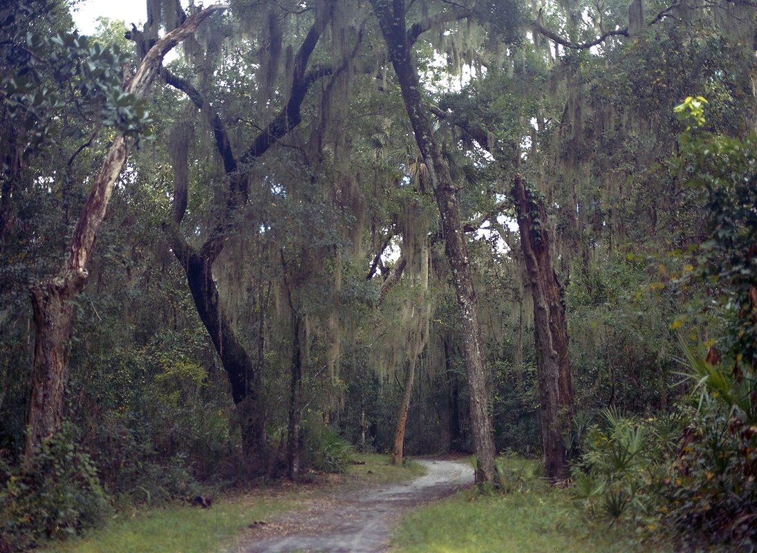 LPN__FLORIDA_WILD_114