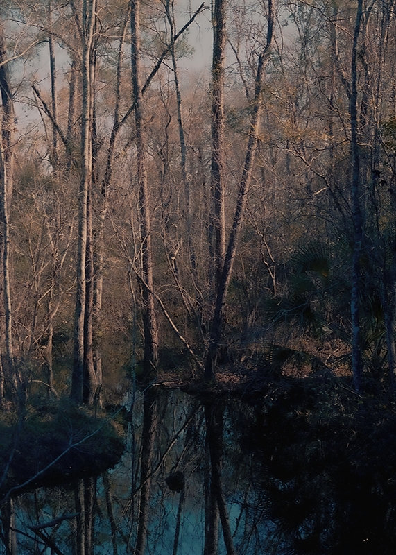 LPN__FLORIDA_WILD_12