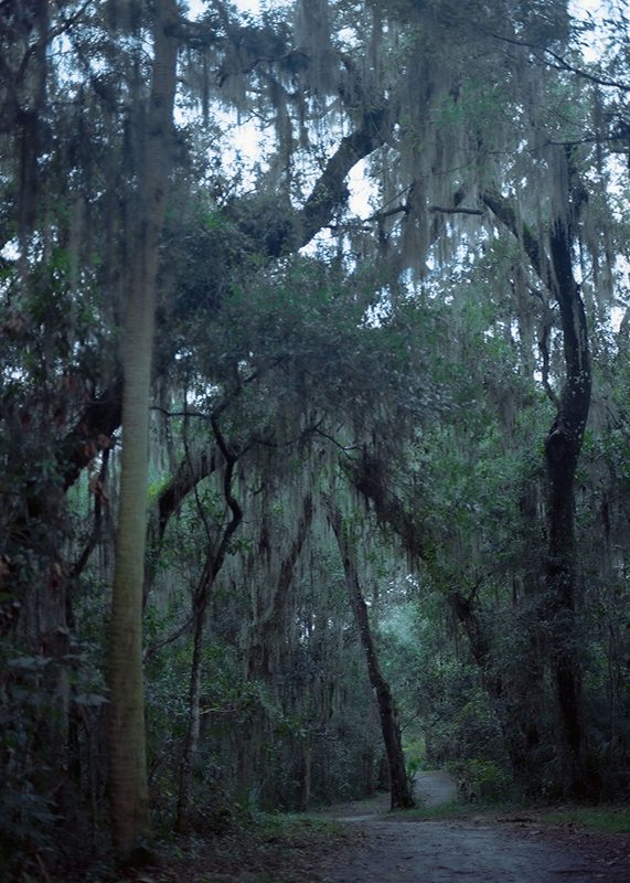 LPN__FLORIDA_WILD_13