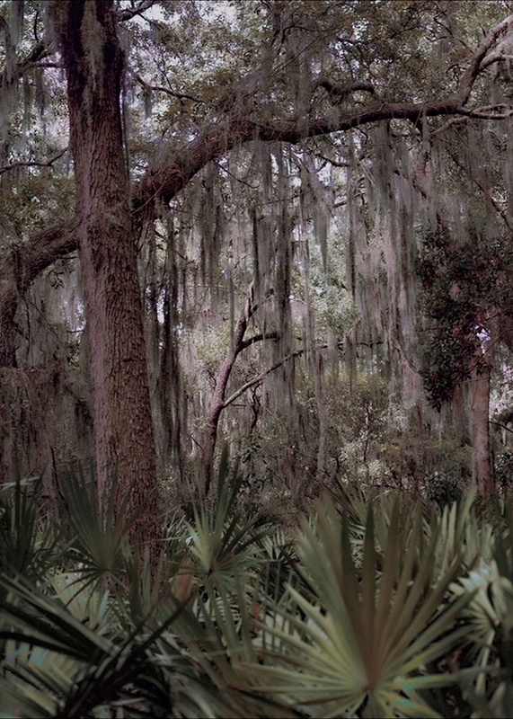 LPN__FLORIDA_WILD_14