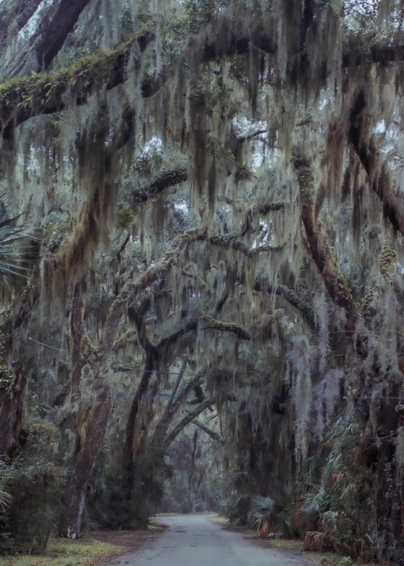 LPN__FLORIDA_WILD_16