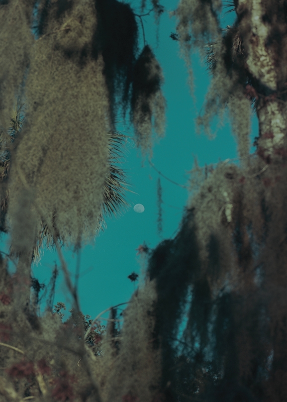 LPN__FLORIDA_WILD_18