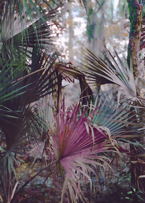 LPN__WONDERLAND_11