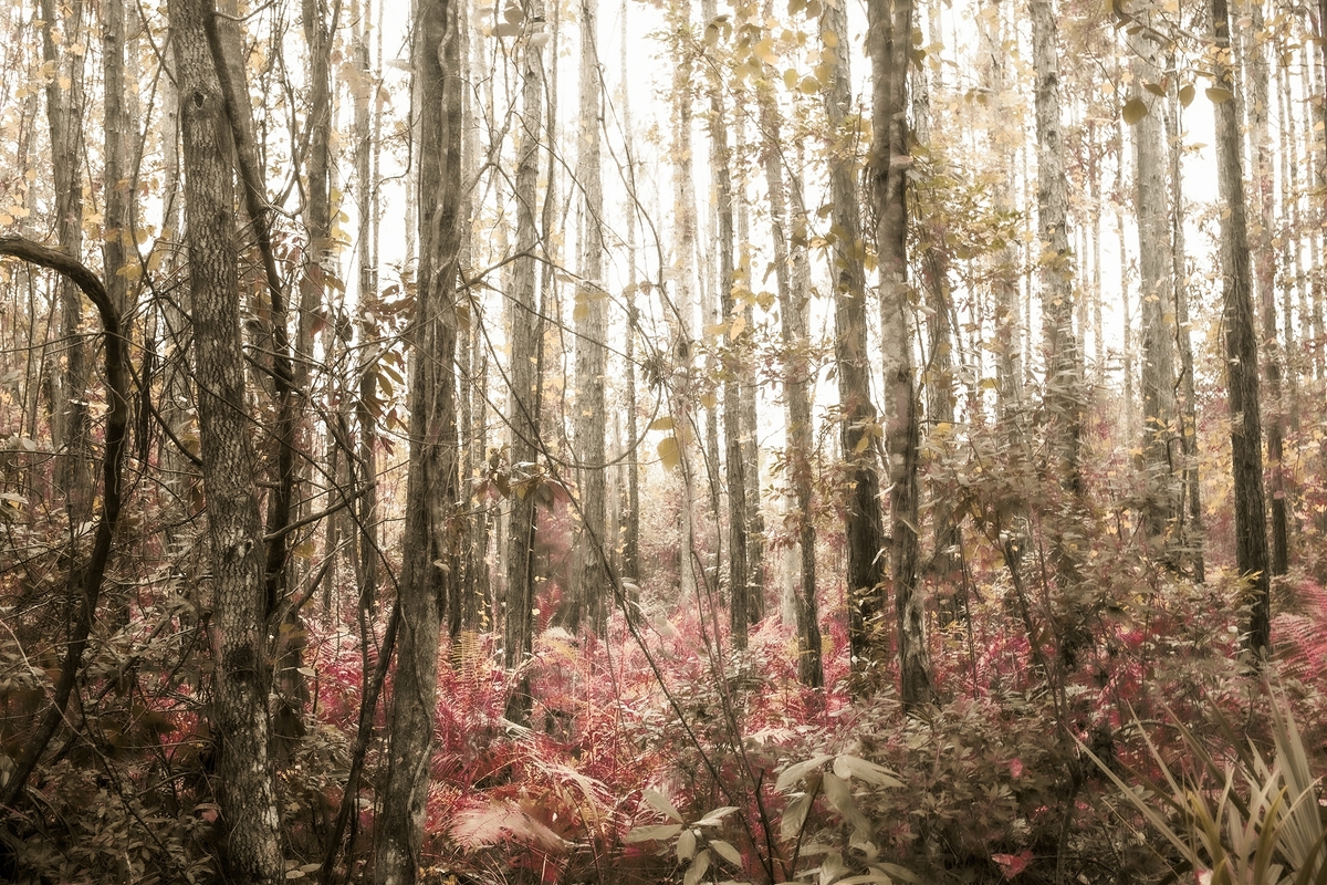 LPN__WONDERLAND_15
