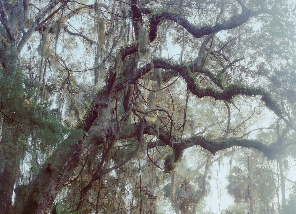 No-10-CLIMBING-TREES