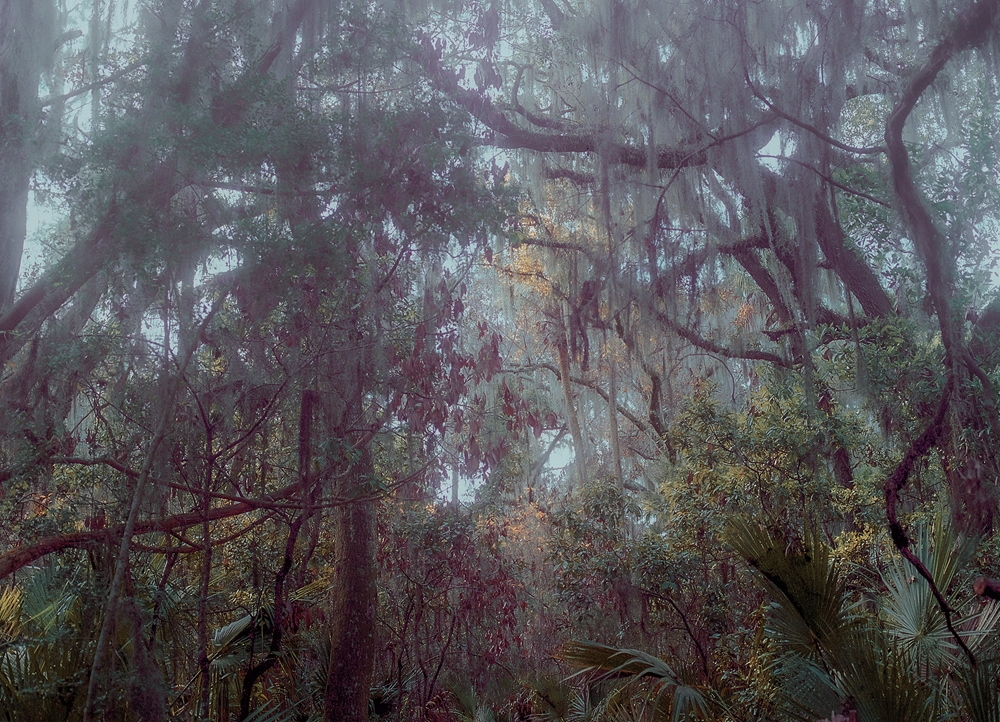 No-11-FOREST-CALL