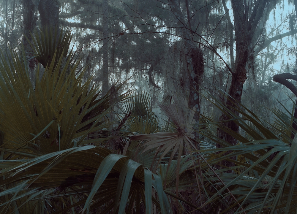 No-13-PALMETTO