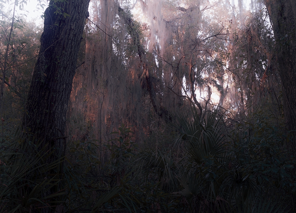 No-4-FIRST-LIGHT
