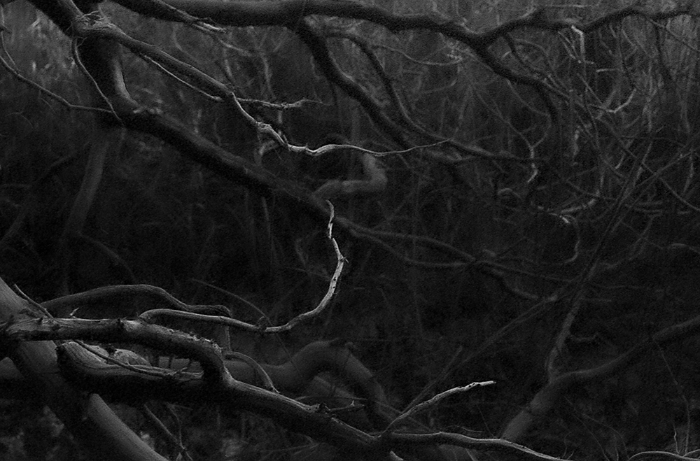 No-5-Branches-and-Roots-copy