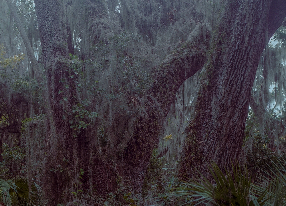No-5-TREE-SPEAK